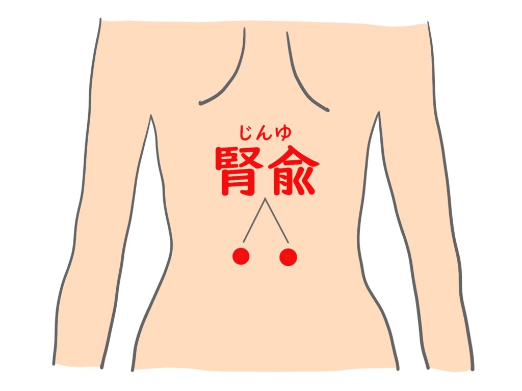 腎兪
